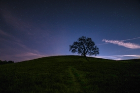 夜空 星空 树