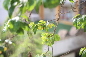 樱桃树