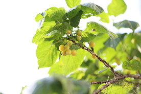桃树树