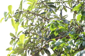 枇杷树