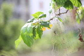 樱桃树