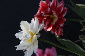 春天  花开  花红柳绿  百