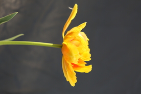 春天  花开  花红柳绿  百