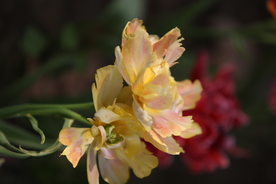春天  花开  花红柳绿  百