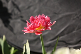 春天  花开  花红柳绿  百