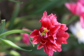 春天  花开  花红柳绿  百