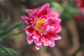 春天  花开  花红柳绿  百