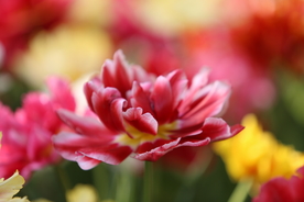 春天  花开  花红柳绿  百