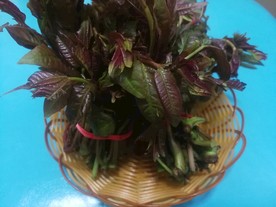香椿苗