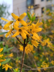 迎春花 春天 黄色花 花朵 绿