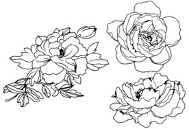 牡丹花线稿