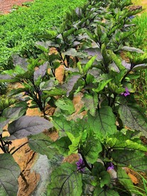 茄子花