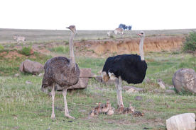 鸵鸟空山鸟语图片