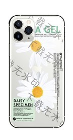 邹菊