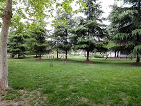 校园一角 草地 小树林