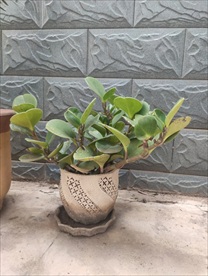 小花盆