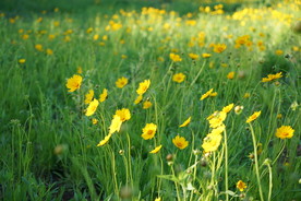 黄色的花朵花丛花海