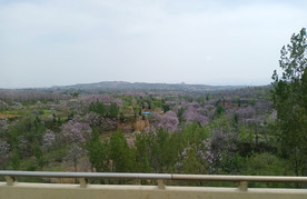 春色