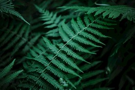 蕨类植物