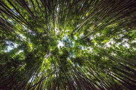 翠绿的竹林