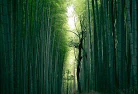 翠绿的竹林