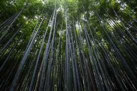 翠绿的竹林