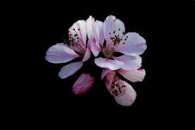 桃花特写