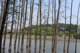 池杉