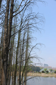 池杉