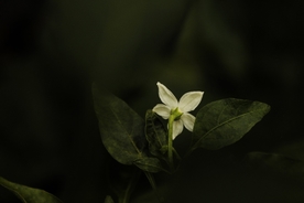辣椒花