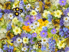 花花