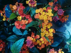 花