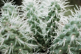 仙人掌仙人掌花图片