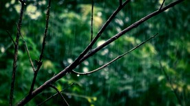 雨中的植物