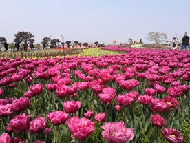 荷兰花海郁金香风景图