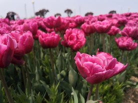 荷兰花海郁金香风景图