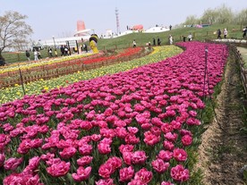 荷兰花海郁金香风景图