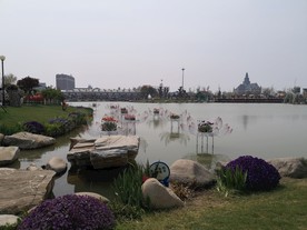 荷兰花海郁金香风景图