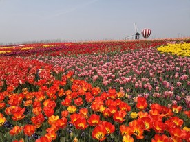 荷兰花海郁金香风景图