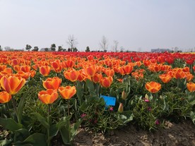 荷兰花海郁金香风景图