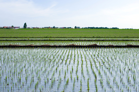 农田 田地