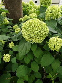 绣球花