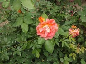 花朵  绿叶  刺玫  红花