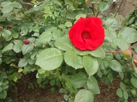 花朵  绿叶  刺玫  红花