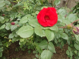 花朵  绿叶  刺玫  红花