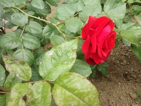 花朵  绿叶  刺玫  红花