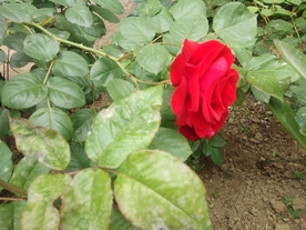 花朵  绿叶  刺玫  红花