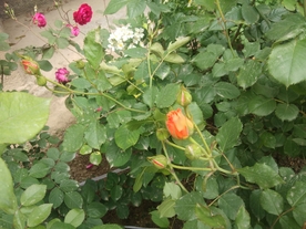 花朵  绿叶  刺玫  红花