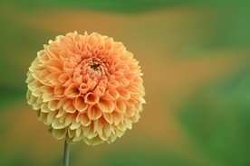 大丽花美丽图片