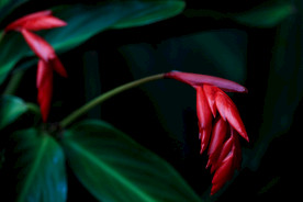 紫背竹芋
